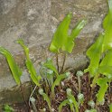 Asplenium scolopendrium